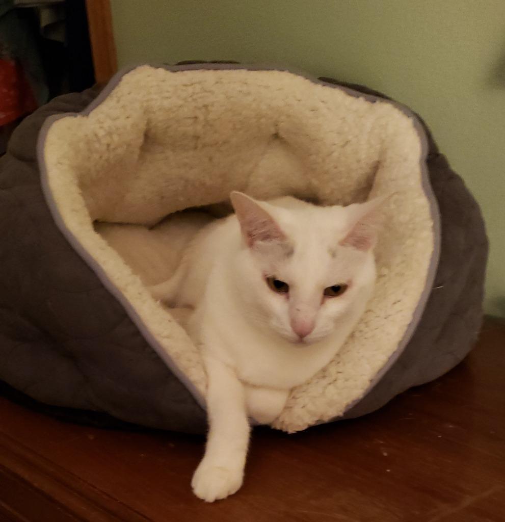 Arden, Adoptable, Senior Female Domestic Short Hair.