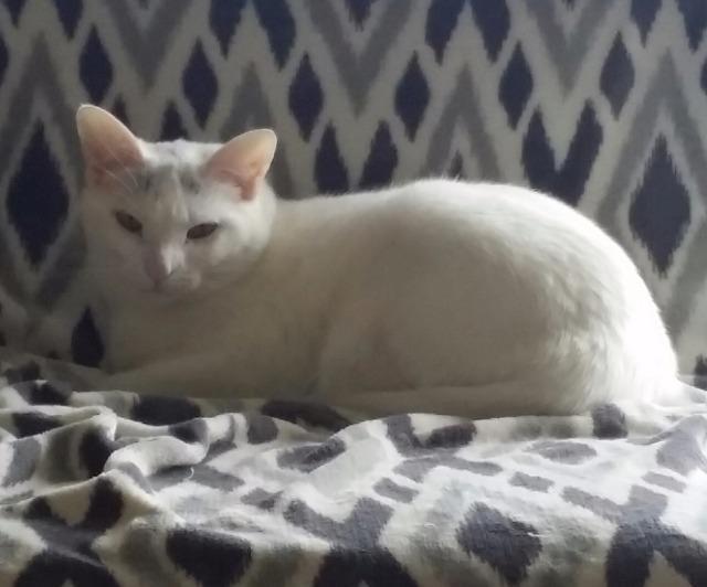 Enlarge Arden, a Adoptable mixed breed in Ballwin, MO image 2/6