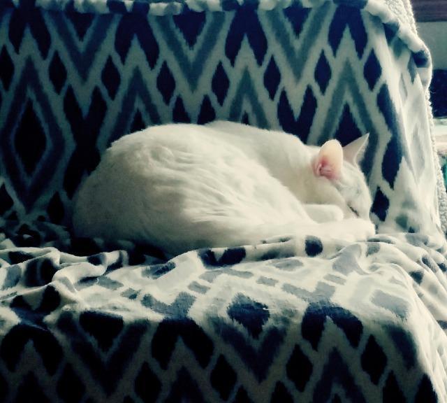 Arden — thumbnail 3