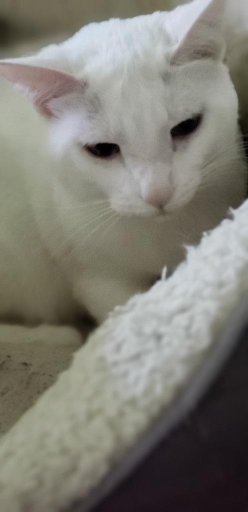 Enlarge Arden, a Adoptable mixed breed in Ballwin, MO image 4/6