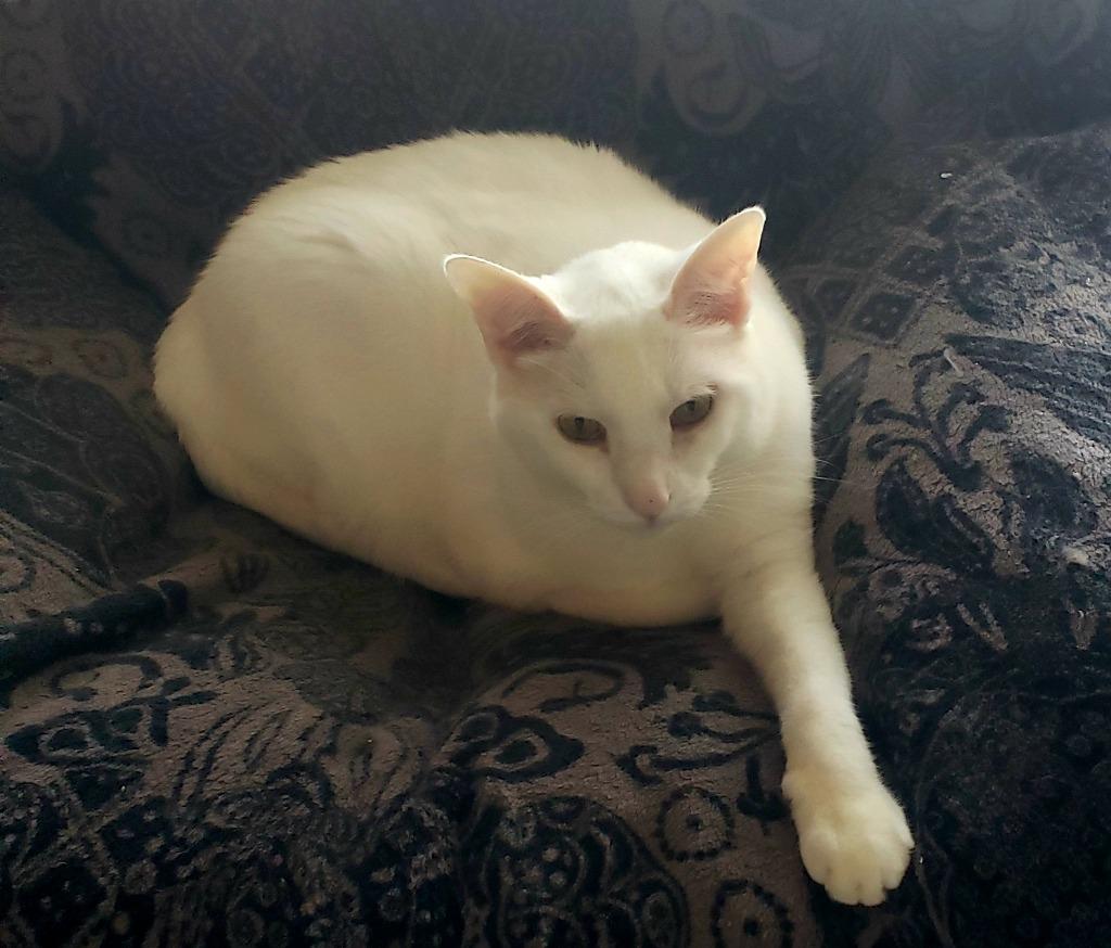 Arden — thumbnail 5