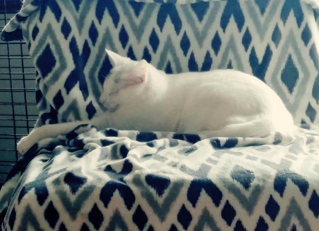 Arden — thumbnail 6