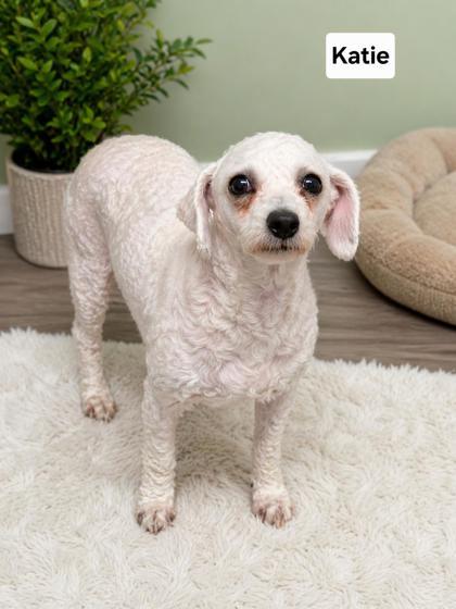 Enlarge Katie, a Adoptable Bichon Frise in Malvern, PA image 1/1