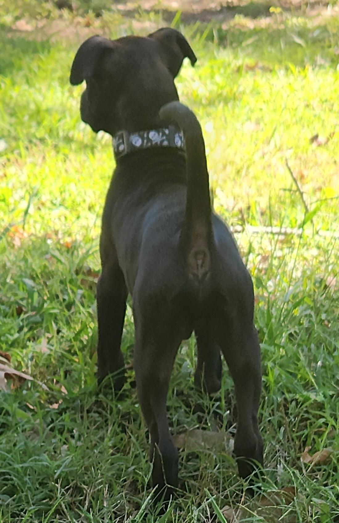 Enlarge Flint, a Adoptable mixed breed in Flintstone, GA image 4/5