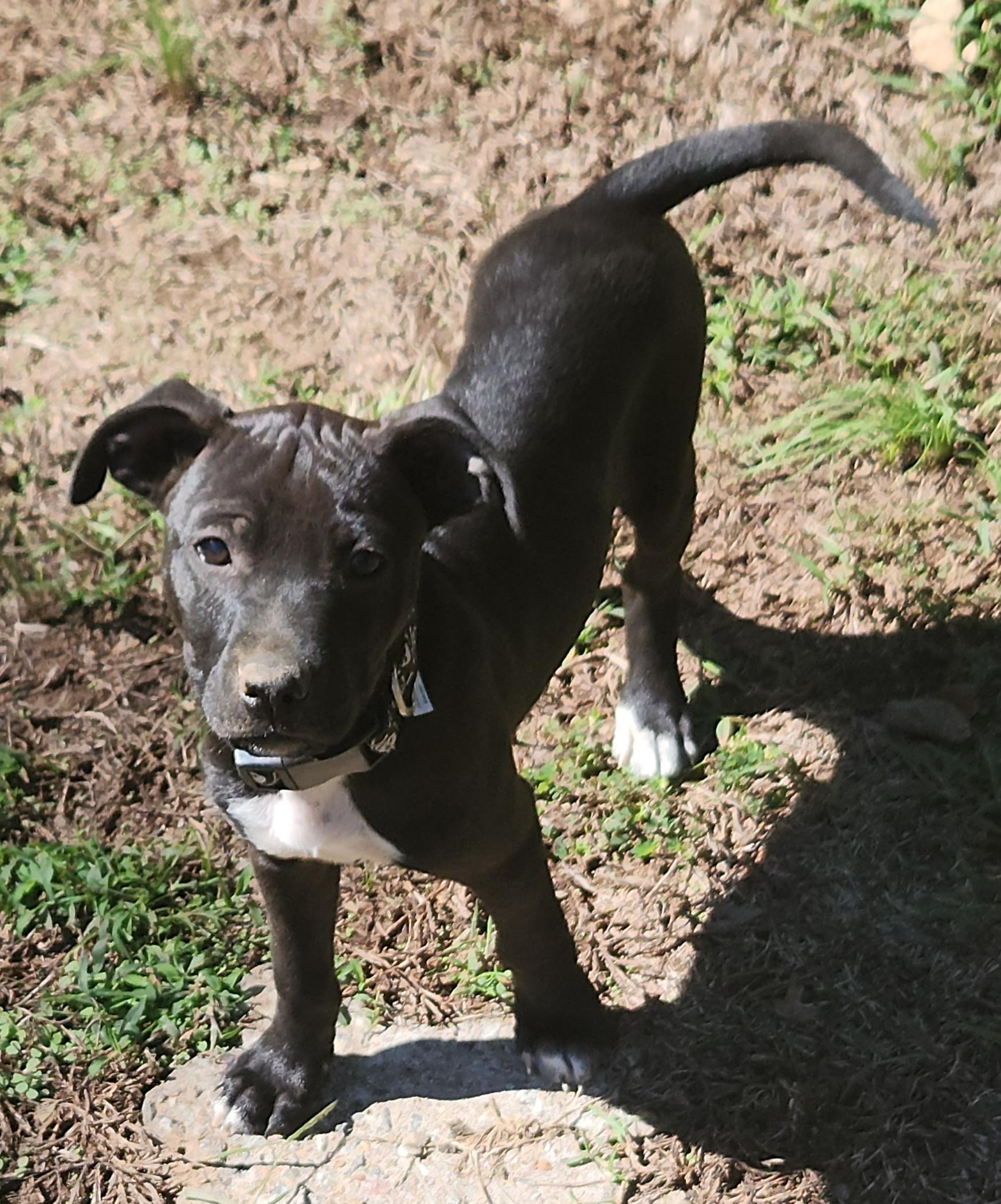 Enlarge Flint, a Adoptable mixed breed in Flintstone, GA image 5/5