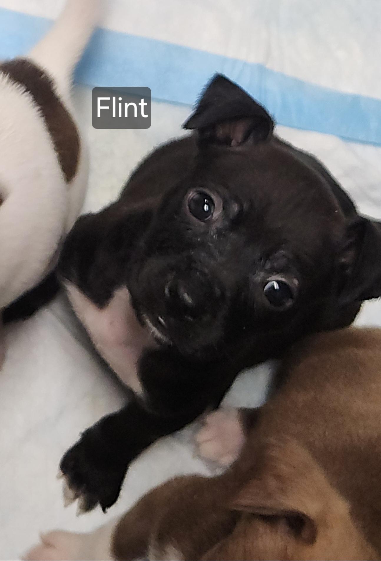 Enlarge Flint, a Adoptable mixed breed in Flintstone, GA image 3/3