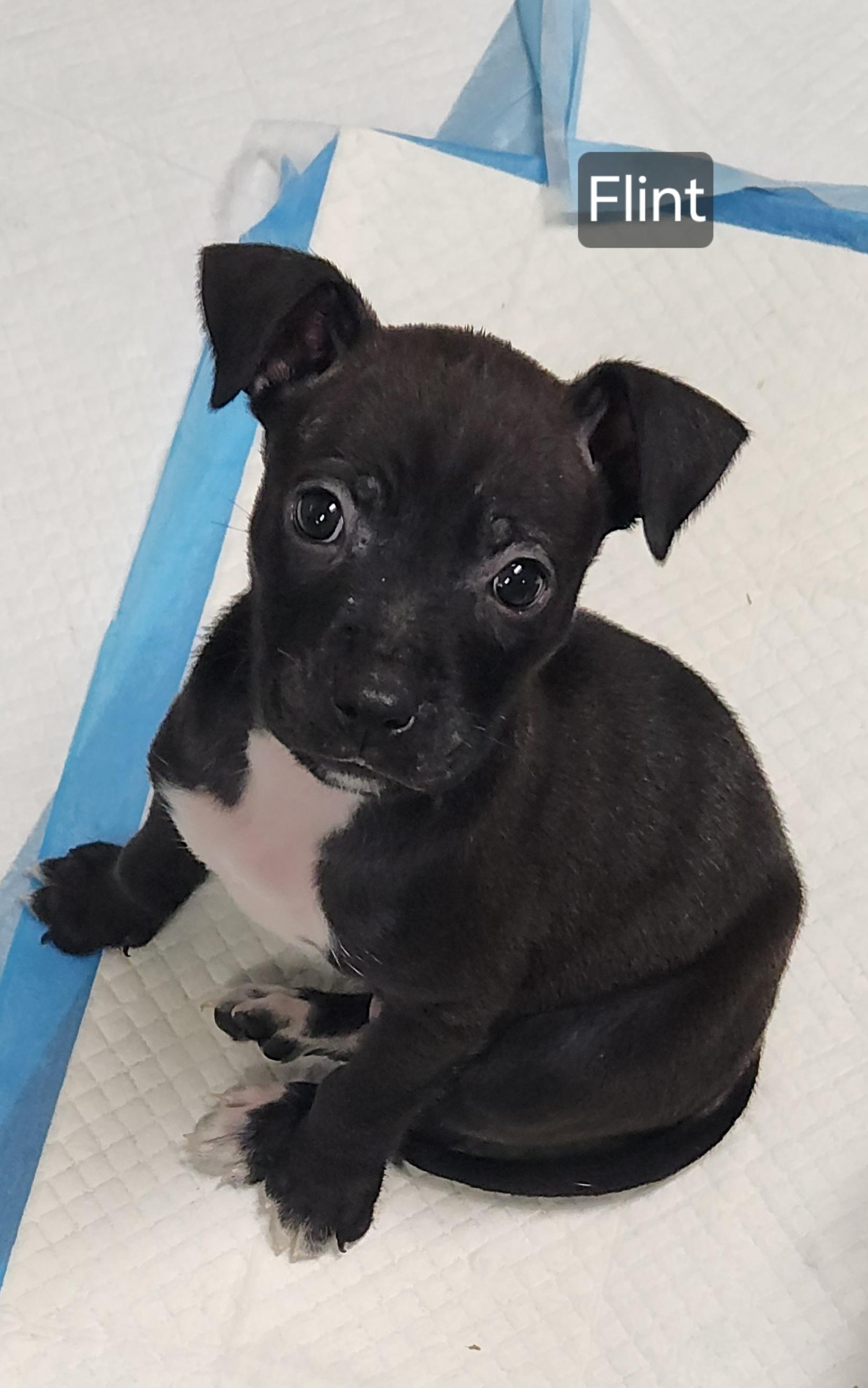 Flint, Adoptable, Puppy Male Terrier & Labrador Retriever.