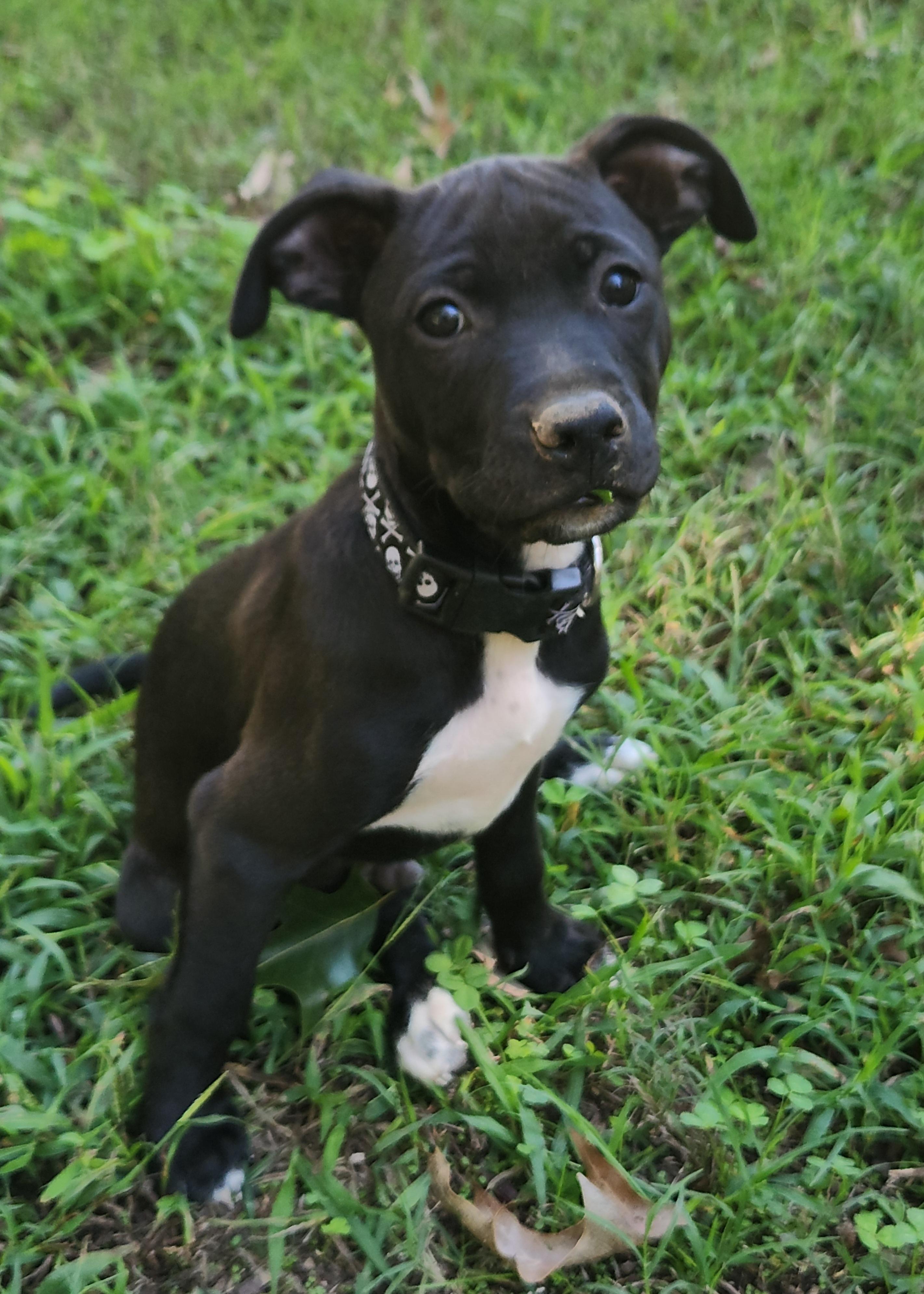 Flint, Adoptable, Puppy Male Terrier & Labrador Retriever.