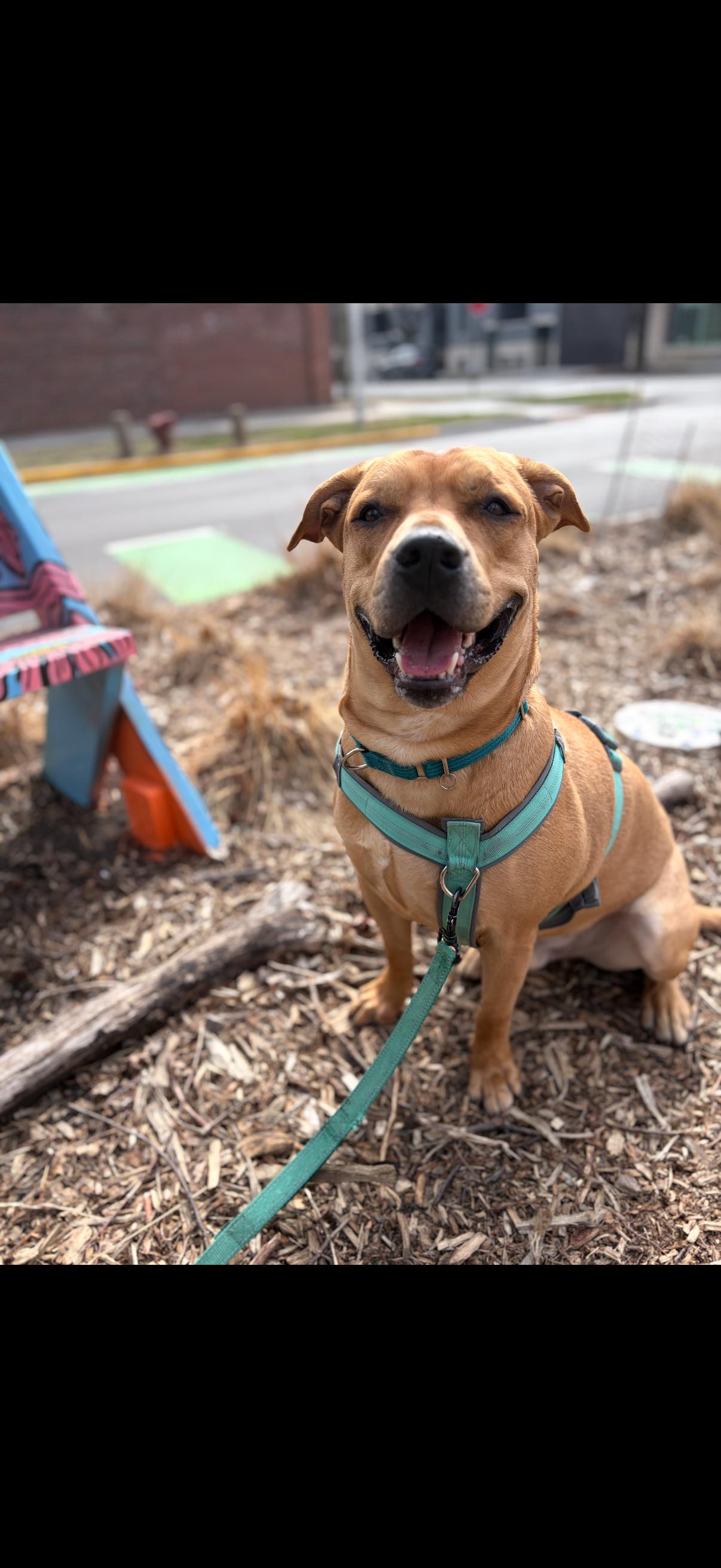 Enlarge SOS! Mateo - The Meatball! SOS, a Adoptable mixed breed in Boston, MA image 5/6