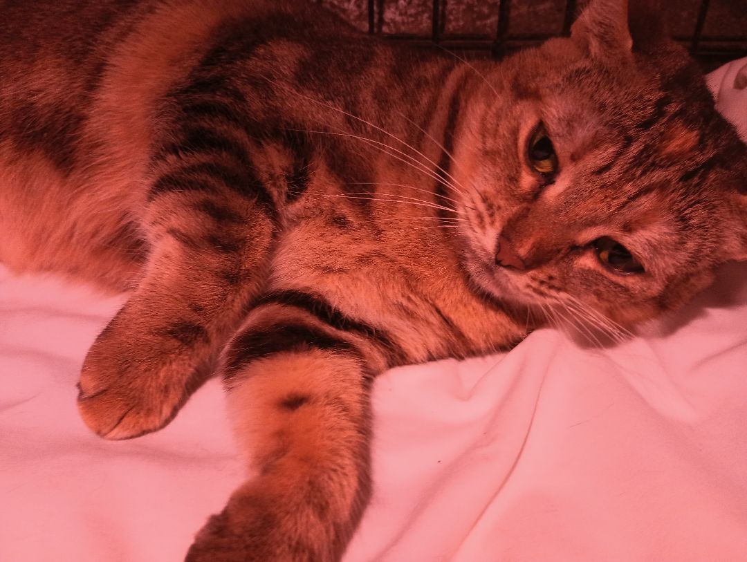 Savanah, Adoptable, Adult Female American Shorthair.