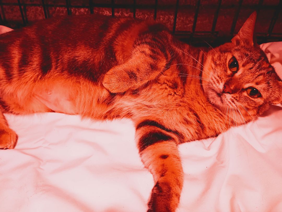 Savanah, a Adoptable American Shorthair in Boca Raton, FL image 2/6