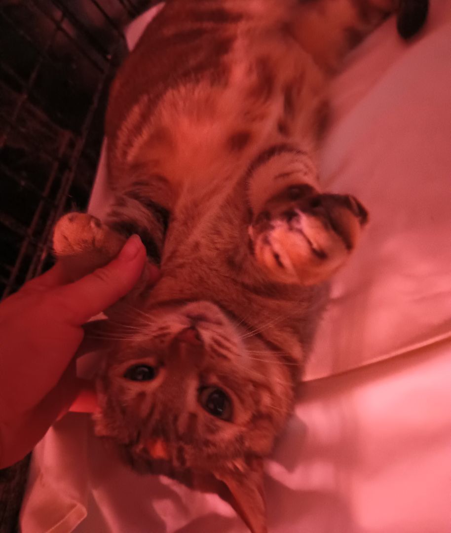 Savanah, Adoptable, Adult Female American Shorthair.