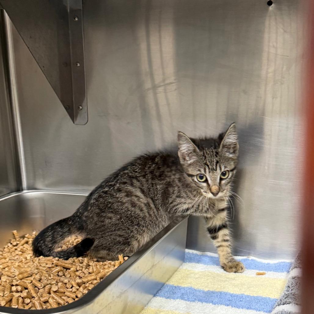 Enlarge Birch, a Adoptable Domestic Short Hair in Pensacola, FL image 1/1