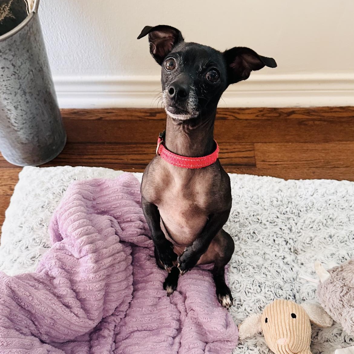 Enlarge Romeo, a Adoptable mixed breed in Missoula, MT image 1/6