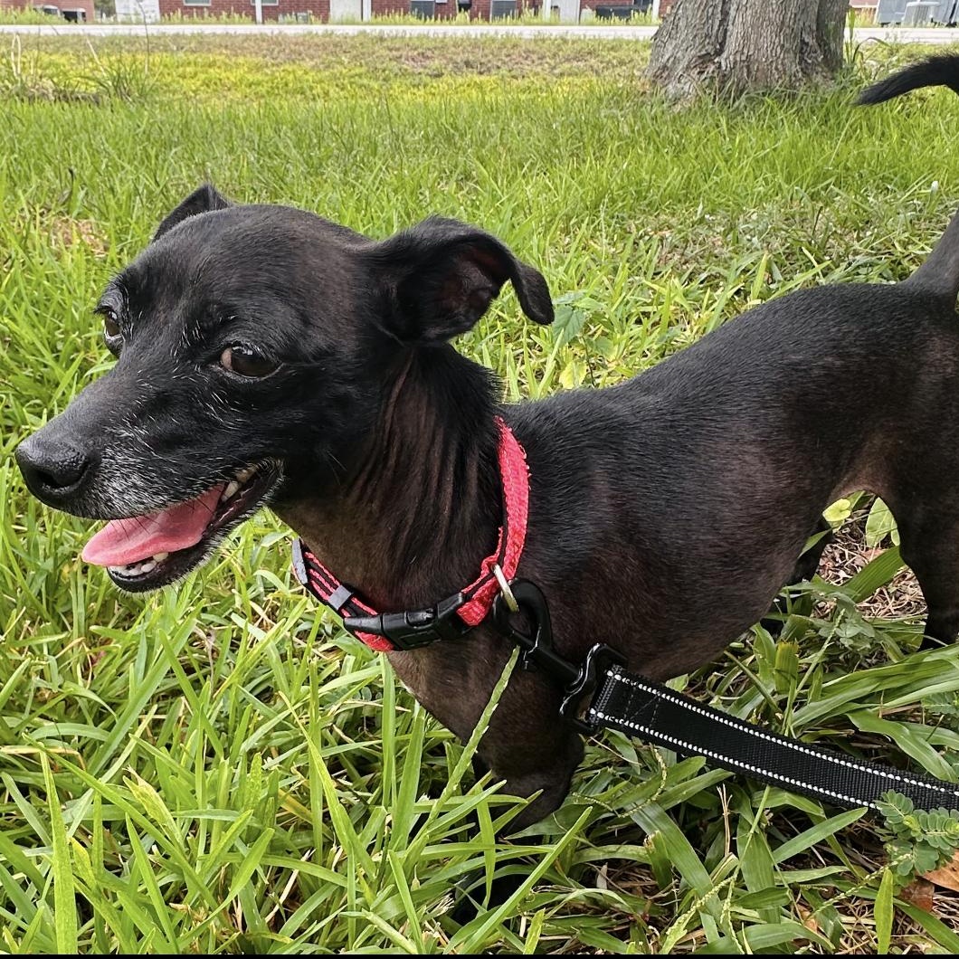 Enlarge Romeo, a Adoptable mixed breed in Missoula, MT image 6/6