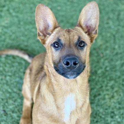 Wanda, ADOPTABLE, Puppy Female Shepherd.