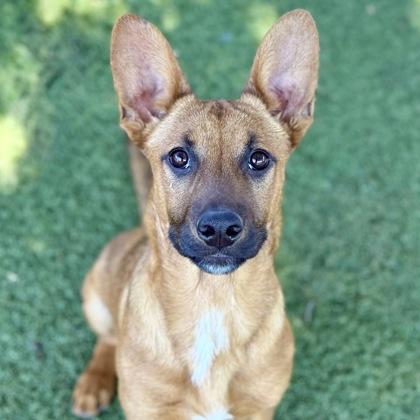 Wanda, a ADOPTABLE mixed breed in Red Bluff, CA image 2/3