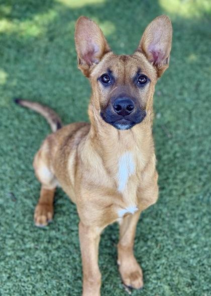 Wanda, a ADOPTABLE mixed breed in Red Bluff, CA image 3/3