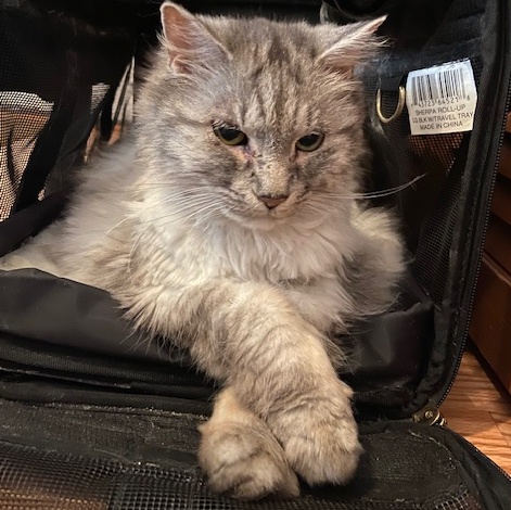 Enlarge Jodi, a Adoptable Maine Coon in Bowie, MD image 1/3