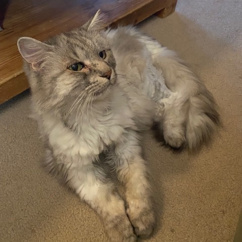 Enlarge Jodi, a Adoptable Maine Coon in Bowie, MD image 2/3