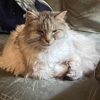 Enlarge Jodi, a Adoptable Maine Coon in Bowie, MD image 3/3