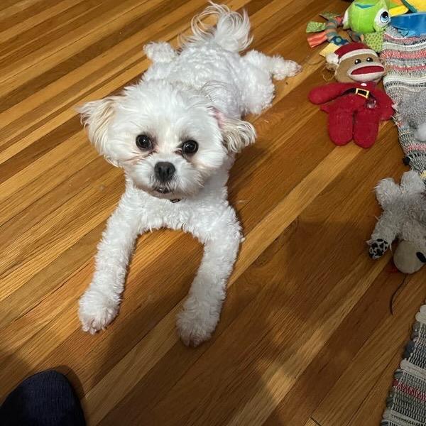 Amber Rose, Adoptable, Young Female Bichon Frise & Shih Tzu.