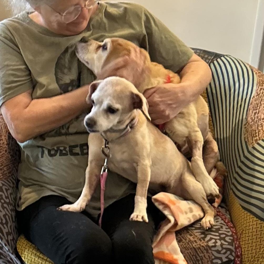 Dumbo + Butterscotch, a Adoptable mixed breed in Murrieta, CA image 3/5