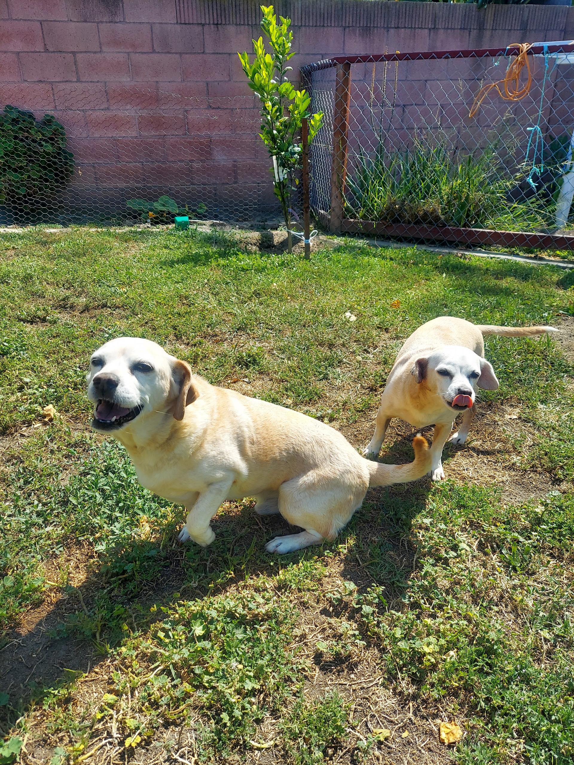Dumbo + Butterscotch, a Adoptable mixed breed in Murrieta, CA image 1/3