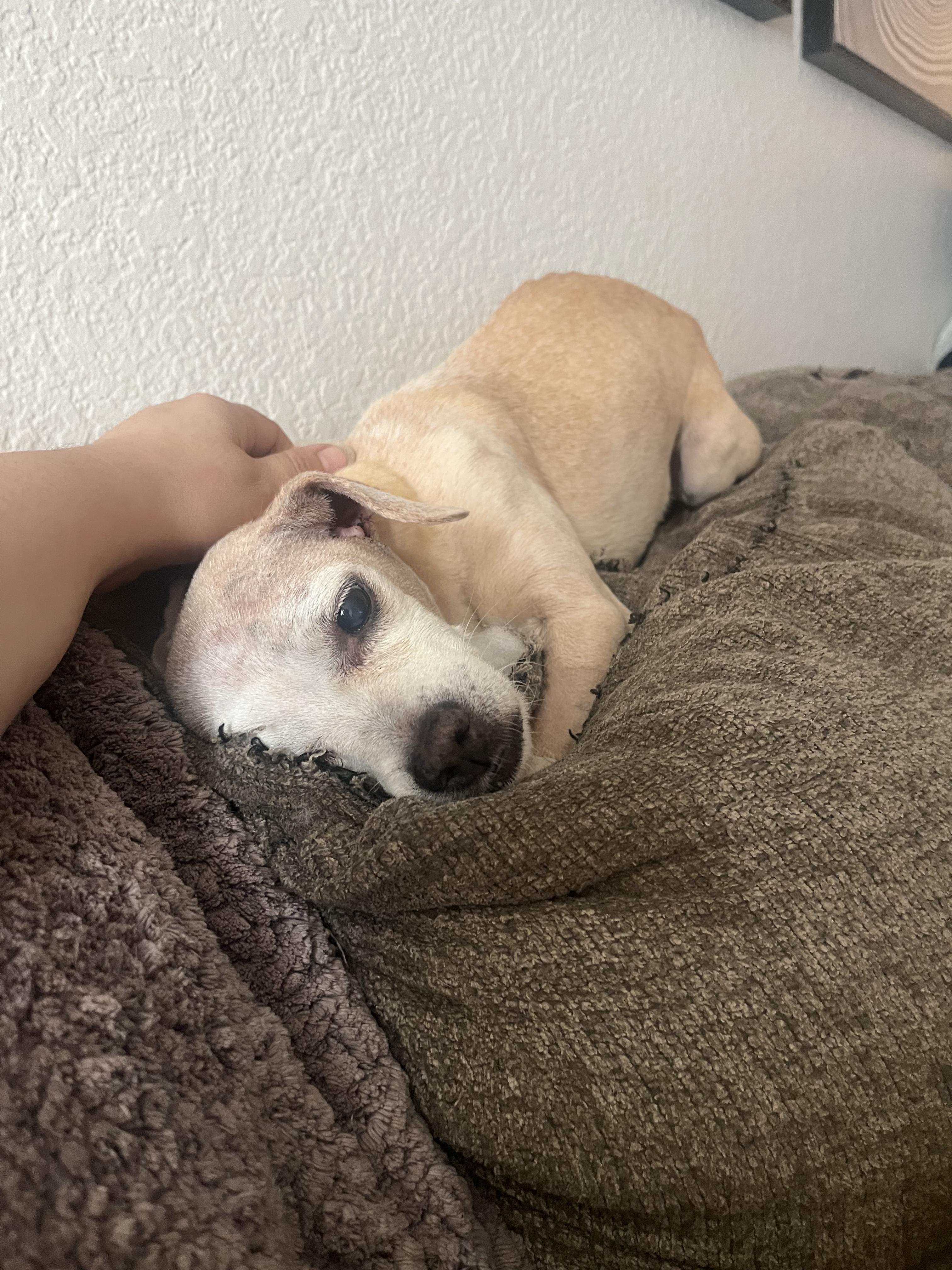 Dumbo + Butterscotch, a Adoptable mixed breed in Murrieta, CA image 1/6