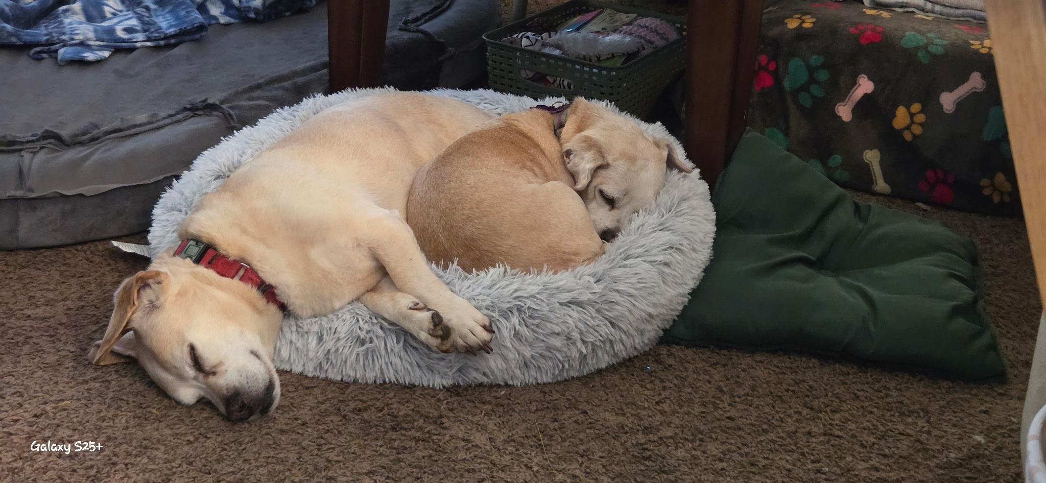 Enlarge Dumbo + Butterscotch, a Adoptable mixed breed in Murrieta, CA image 1/3