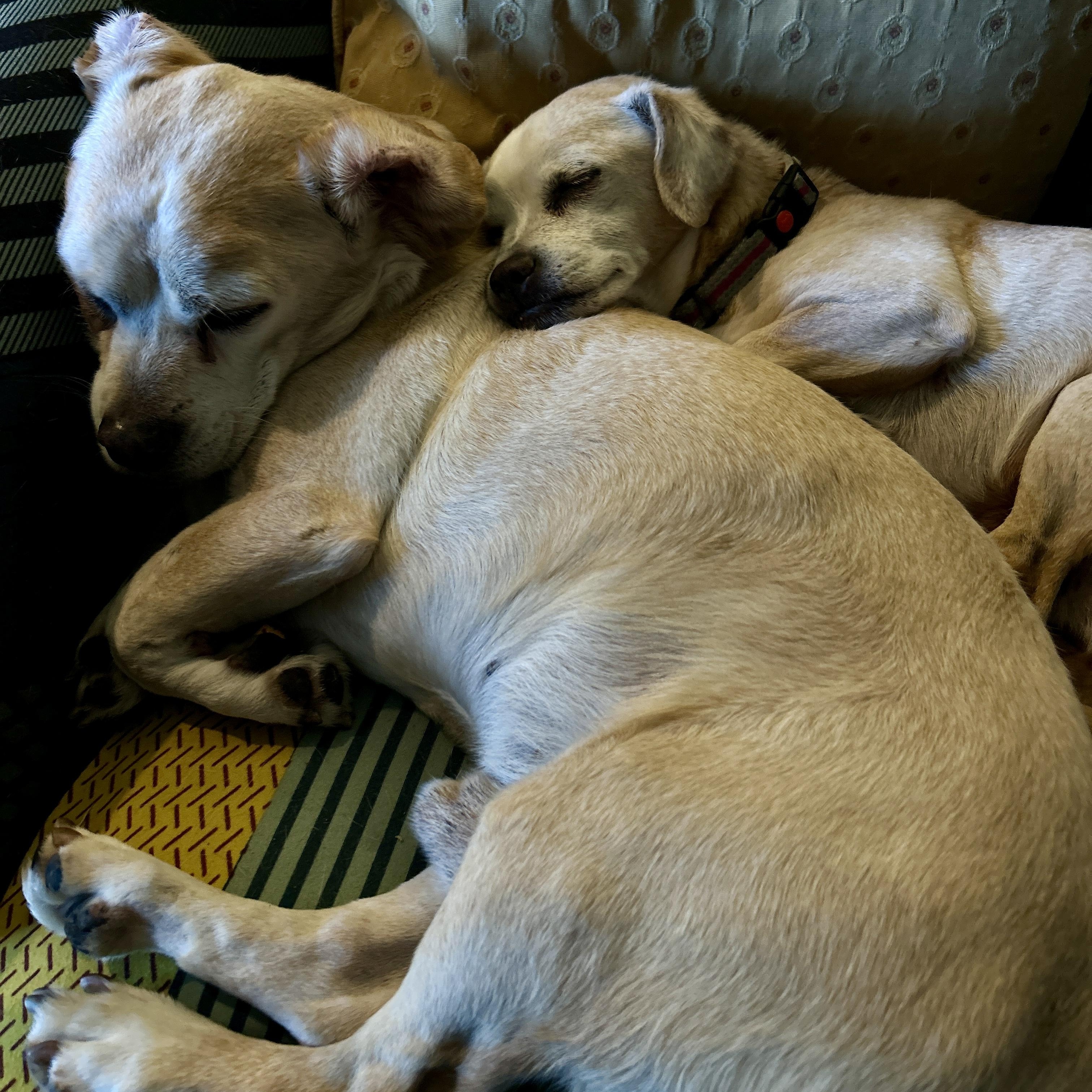 Dumbo + Butterscotch, a Adoptable mixed breed in Murrieta, CA image 2/5