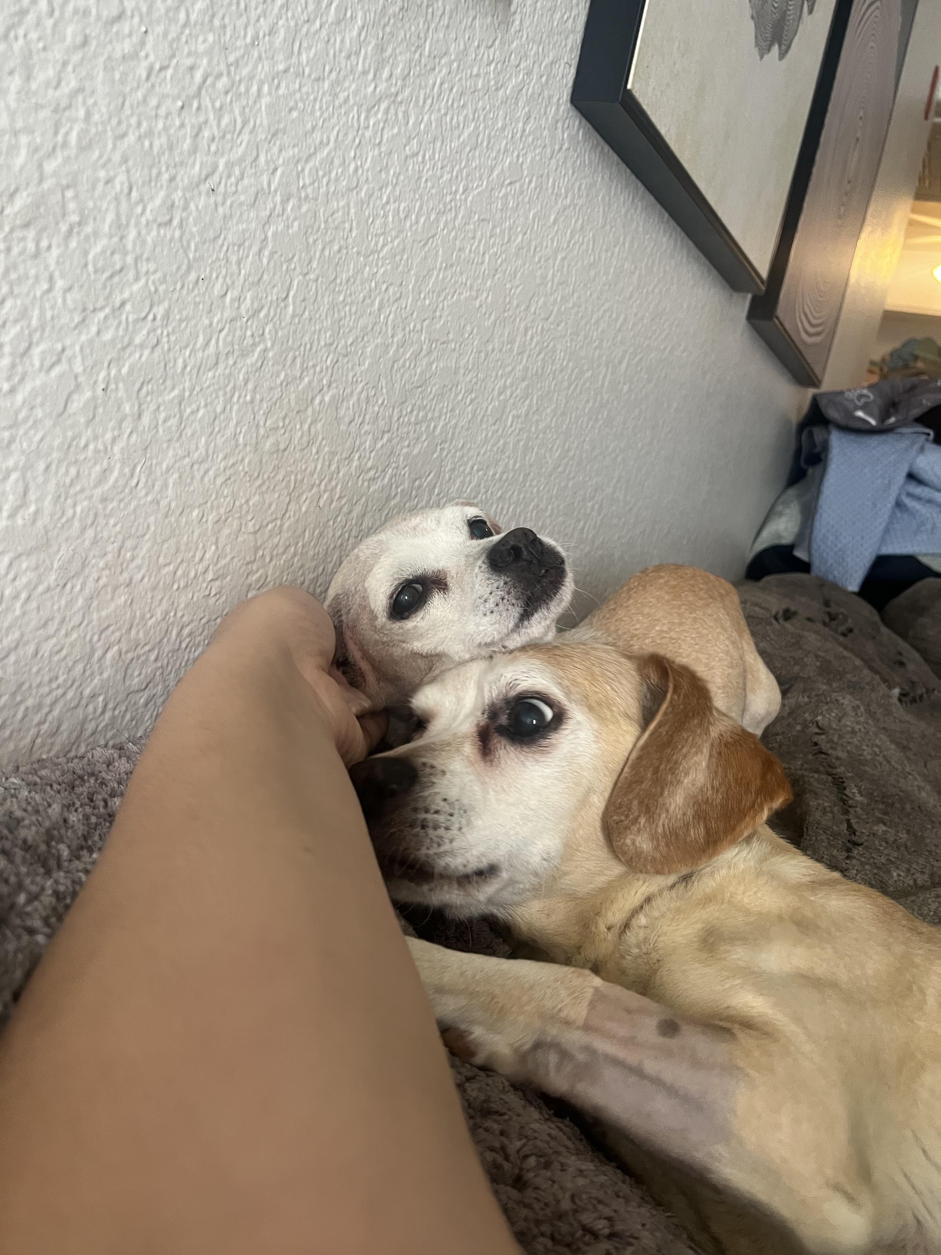 Dumbo + Butterscotch, a Adoptable mixed breed in Murrieta, CA image 2/6