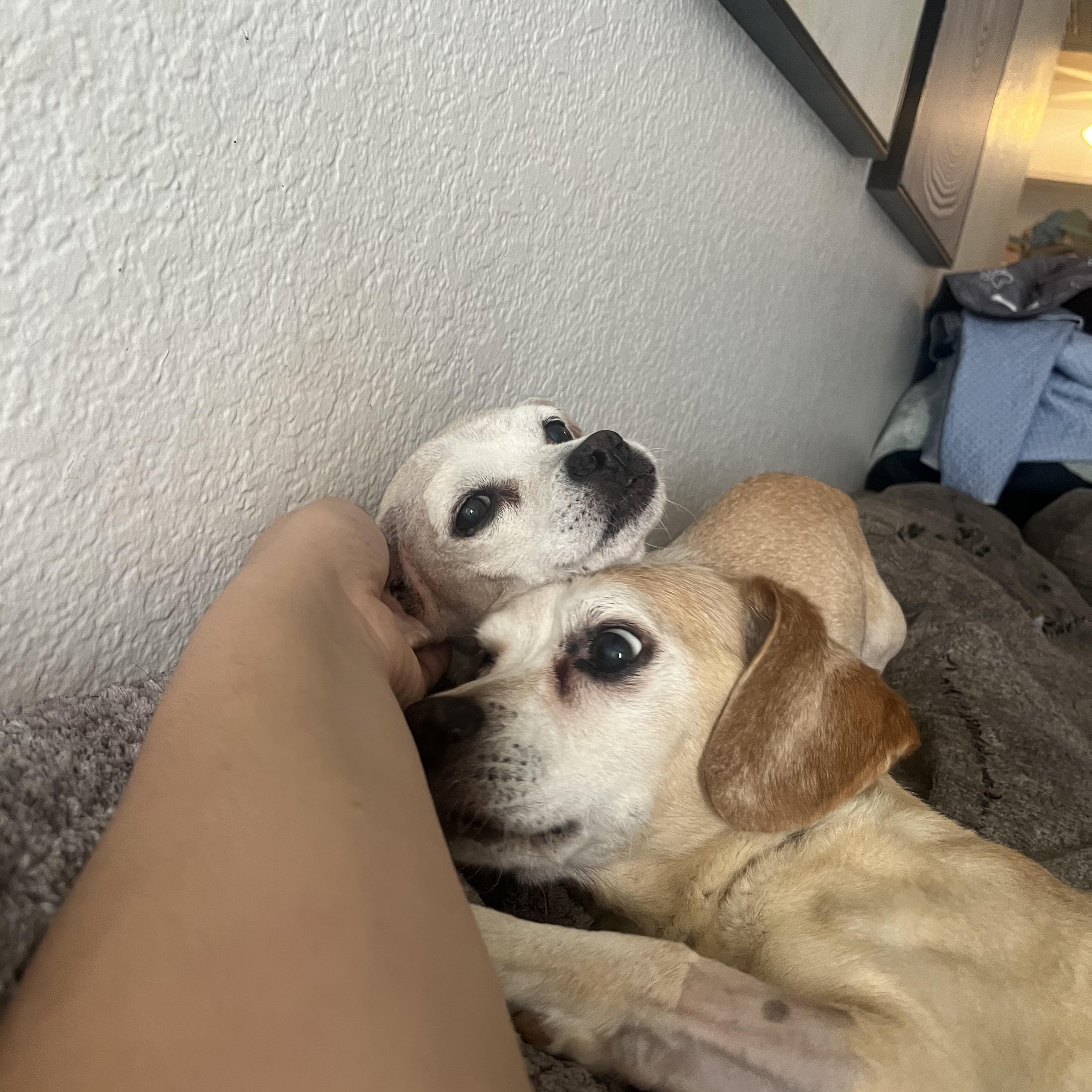 Dumbo + Butterscotch, a Adoptable mixed breed in Murrieta, CA image 4/5