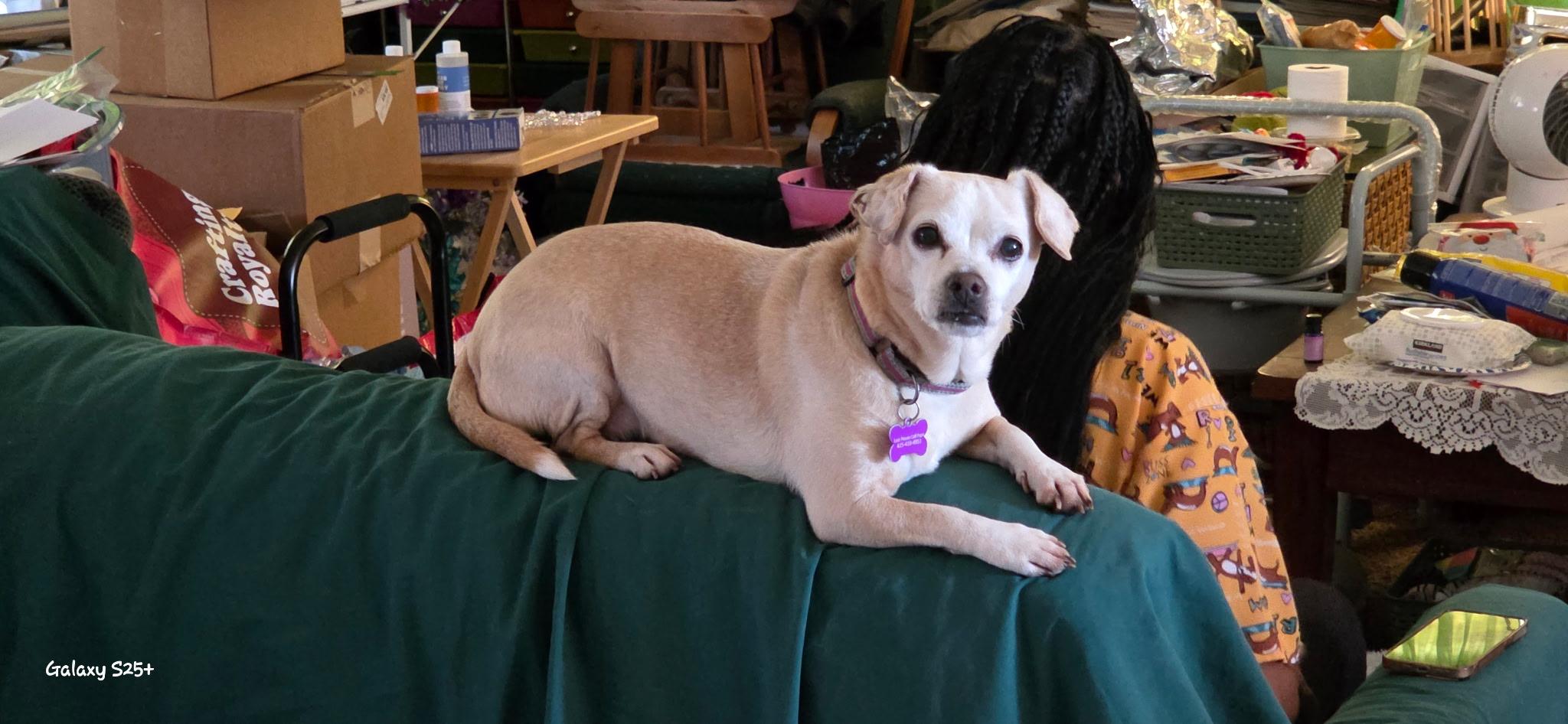 Enlarge Dumbo + Butterscotch, a Adoptable mixed breed in Murrieta, CA image 2/3