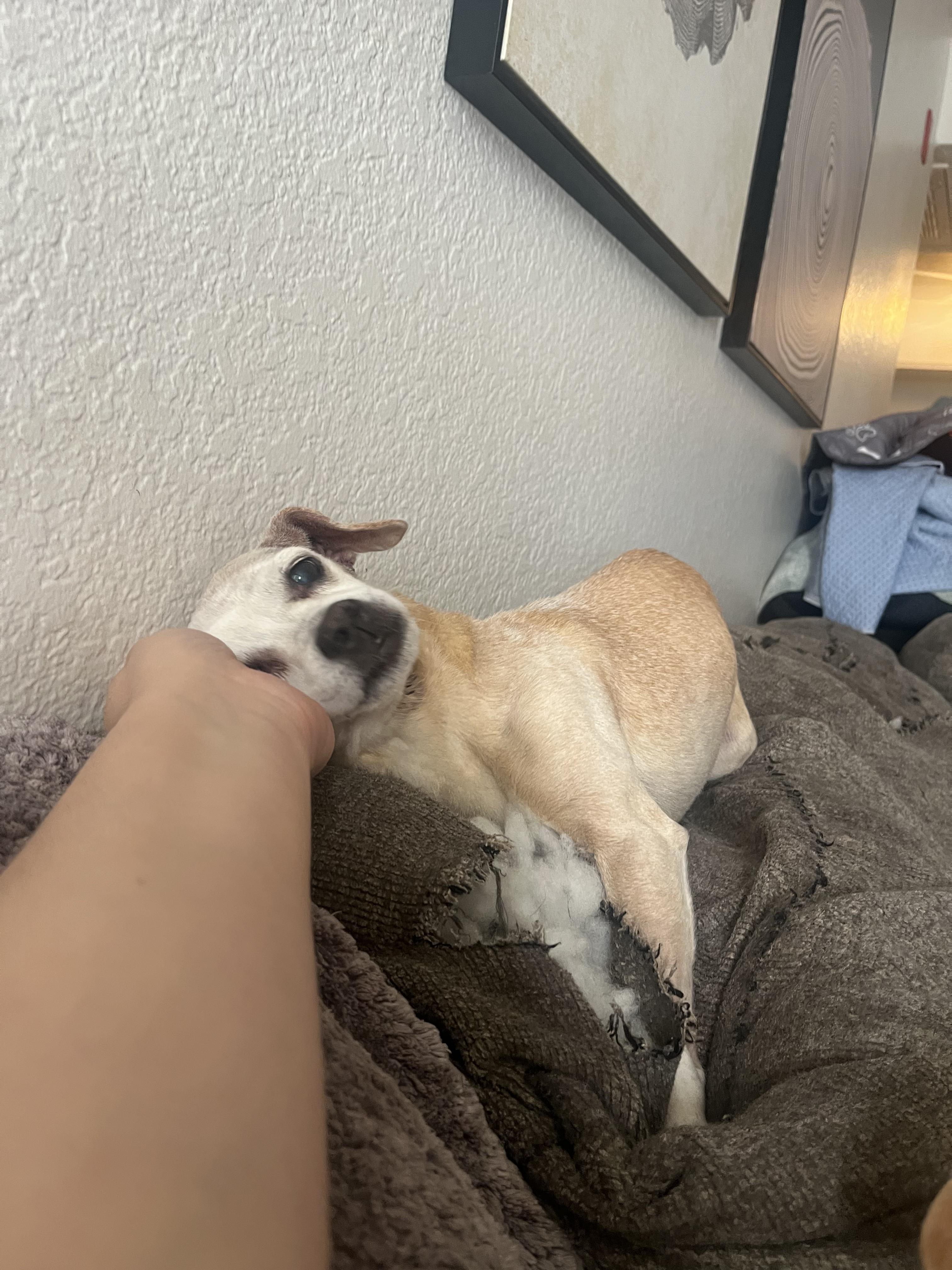 Dumbo + Butterscotch