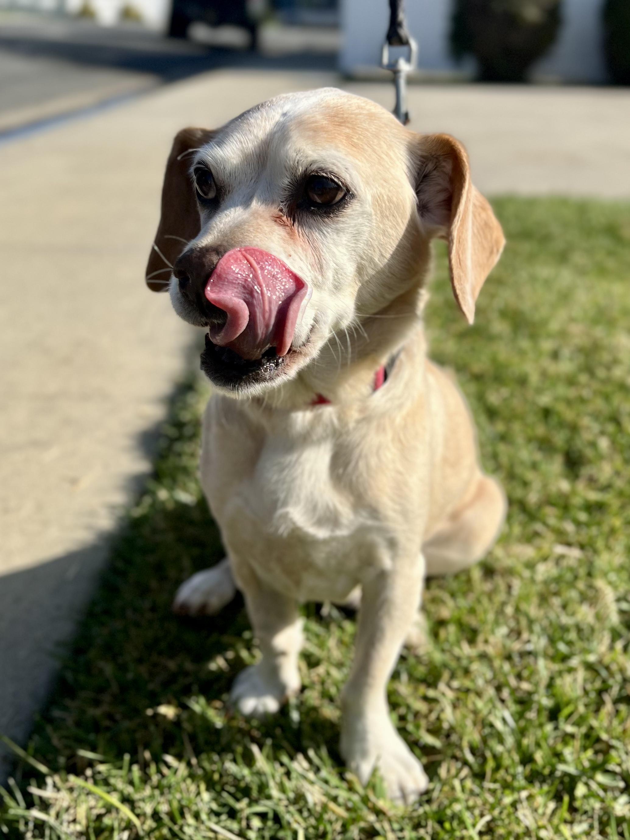 Enlarge Dumbo + Butterscotch, a Adoptable mixed breed in Murrieta, CA image 1/3