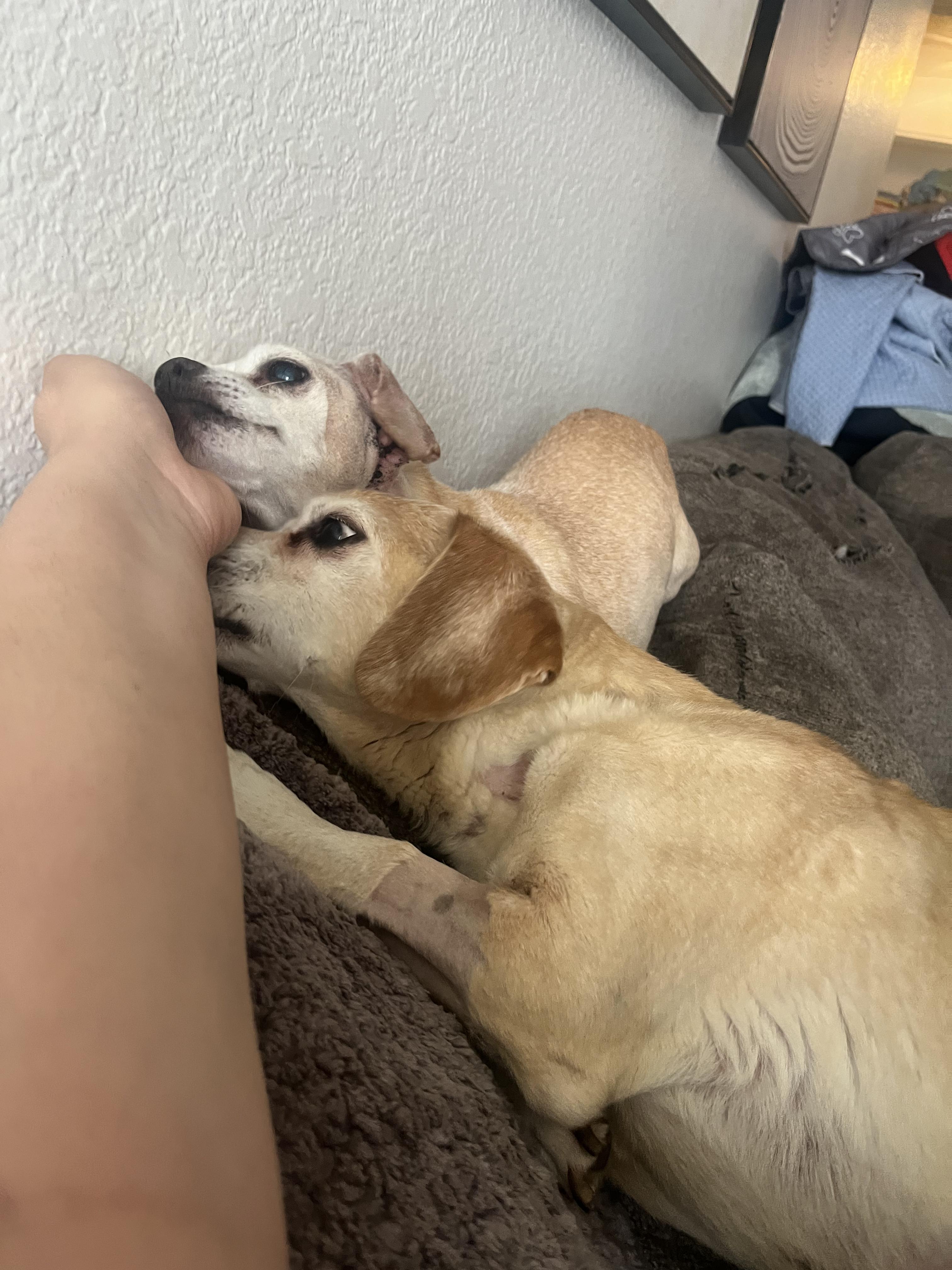 Dumbo + Butterscotch, a Adoptable mixed breed in Murrieta, CA image 4/6