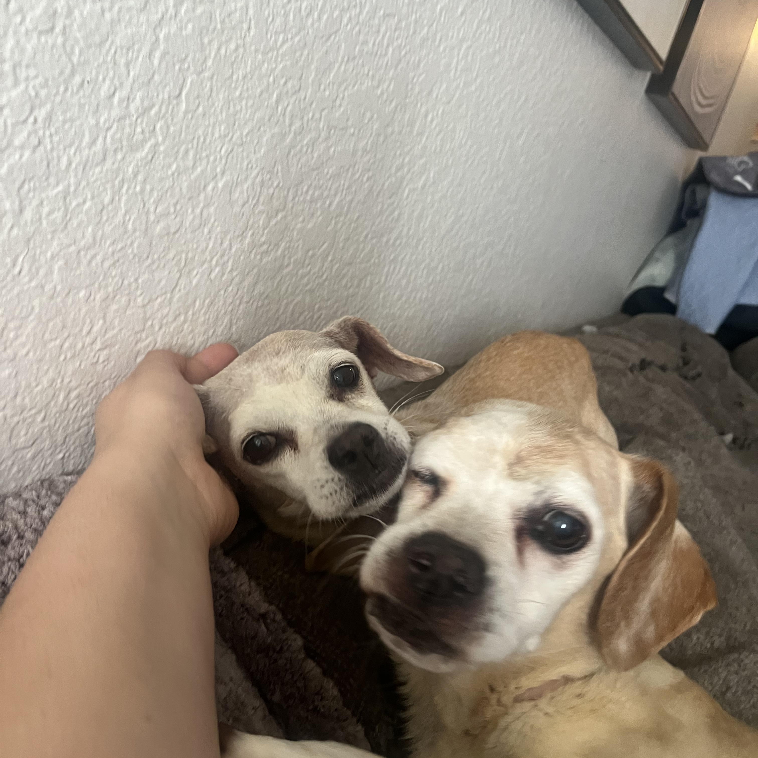 Dumbo + Butterscotch, a Adoptable mixed breed in Murrieta, CA image 1/5