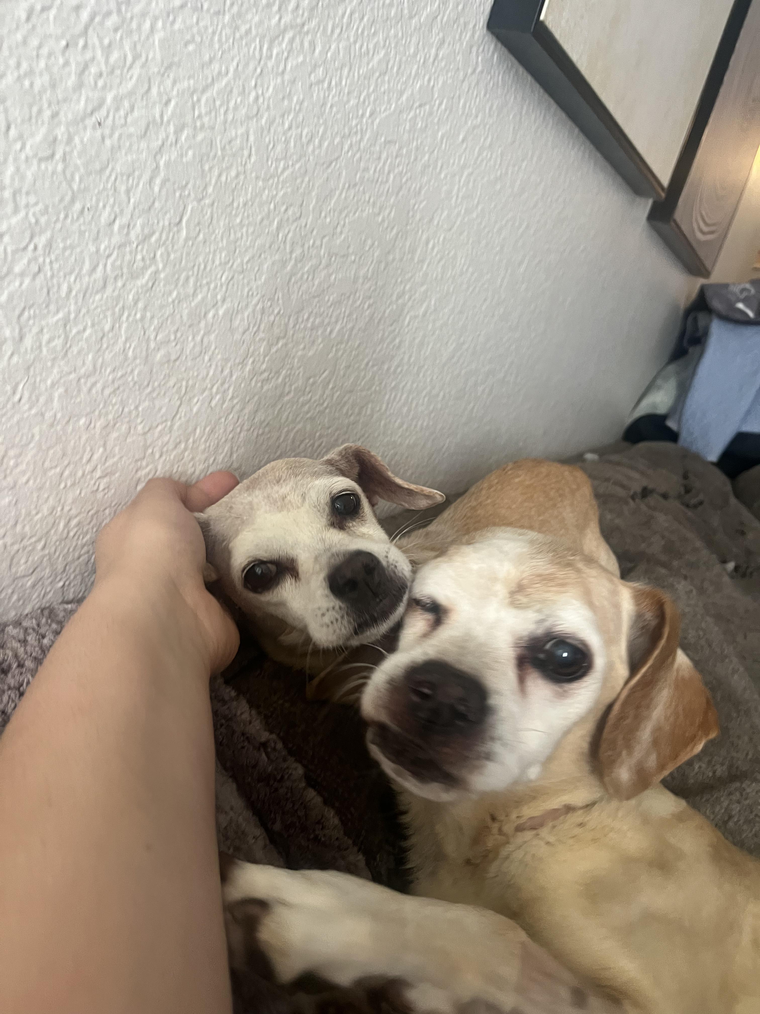 Dumbo + Butterscotch, a Adoptable mixed breed in Murrieta, CA image 5/6