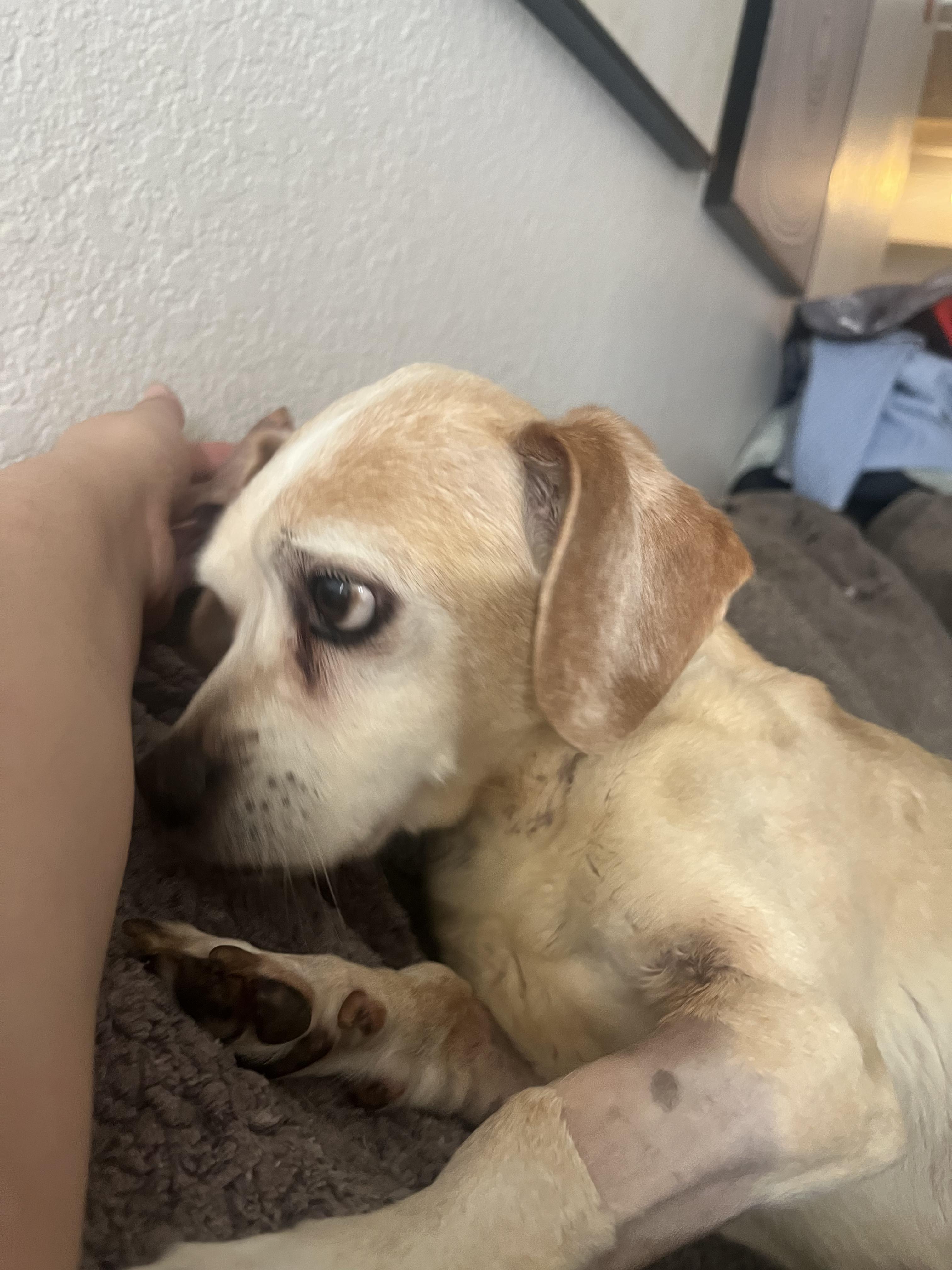 Dumbo + Butterscotch, a Adoptable mixed breed in Murrieta, CA image 6/6