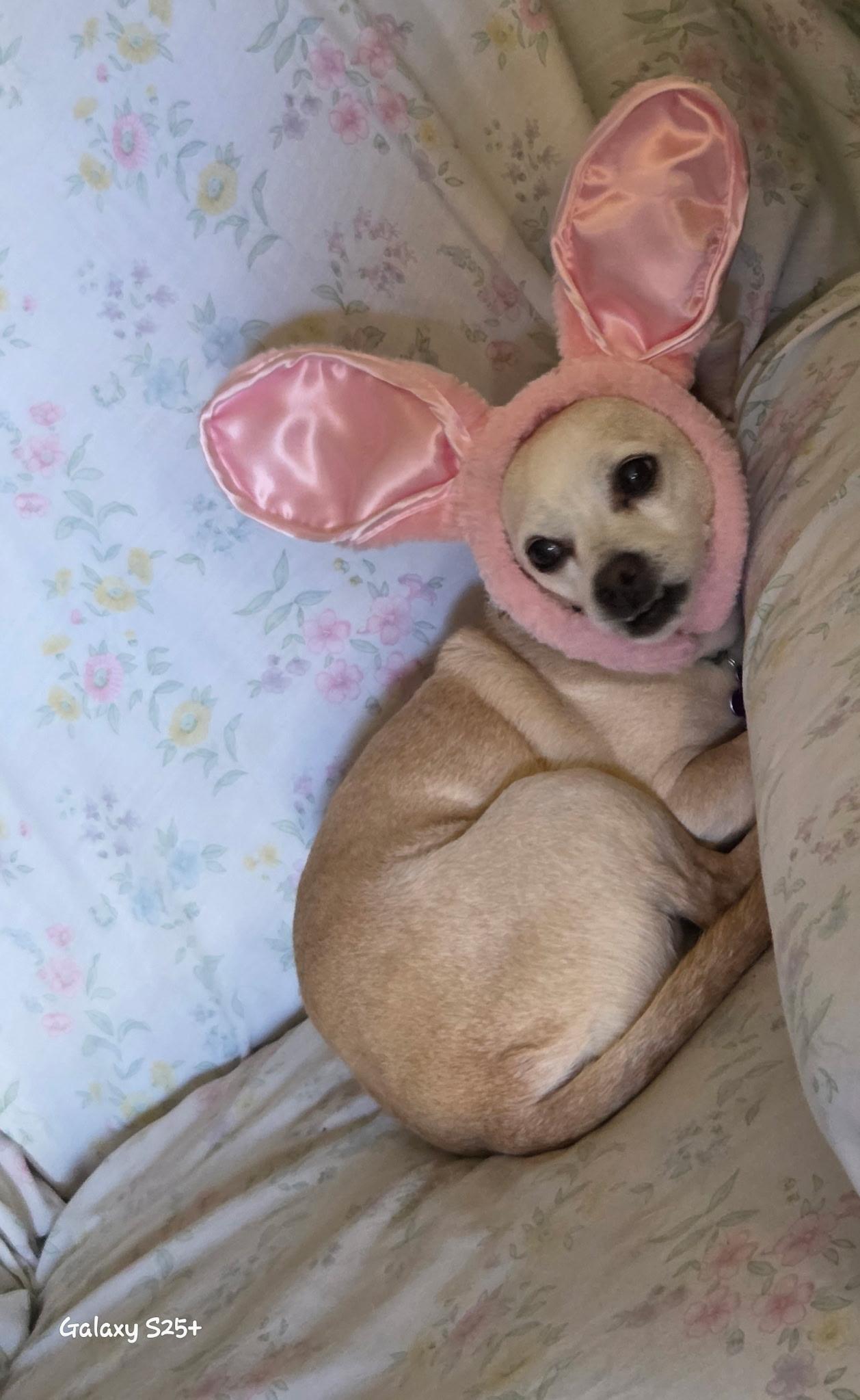 Enlarge Dumbo + Butterscotch, a Adoptable mixed breed in Murrieta, CA image 3/3