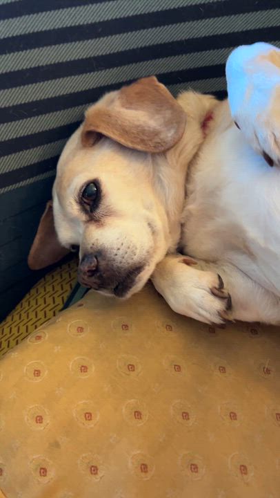 Enlarge Dumbo + Butterscotch, a Adoptable mixed breed in Murrieta, CA video 3/3