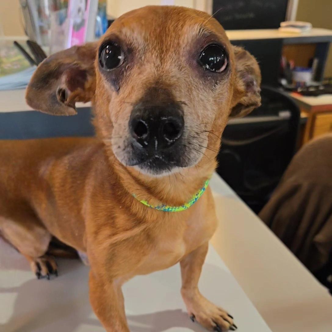 Enlarge Chick-fil-A Sauce, a Adoptable mixed breed in Normal, IL image 6/6