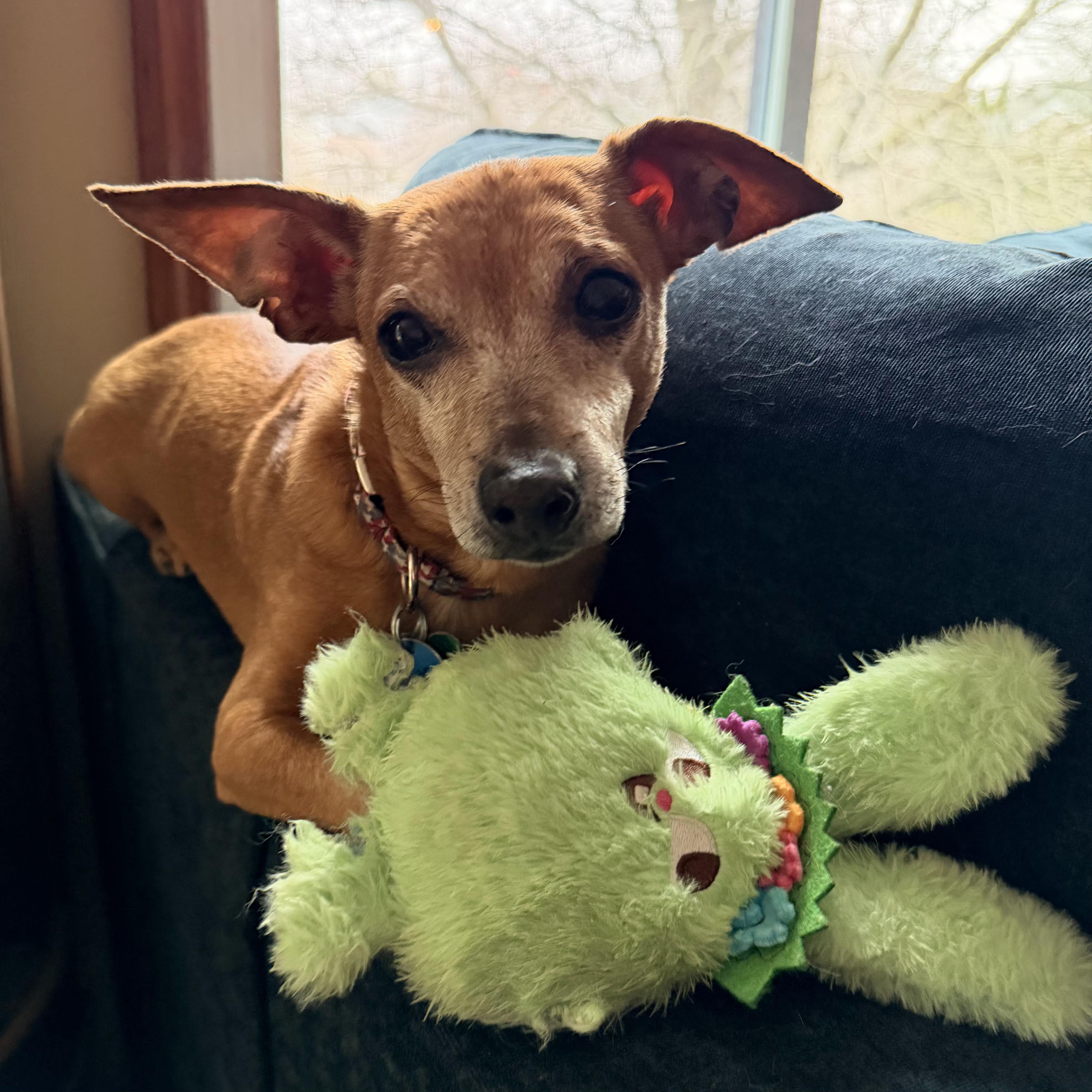 Enlarge Chick-fil-A Sauce, a Adoptable mixed breed in Normal, IL image 4/6