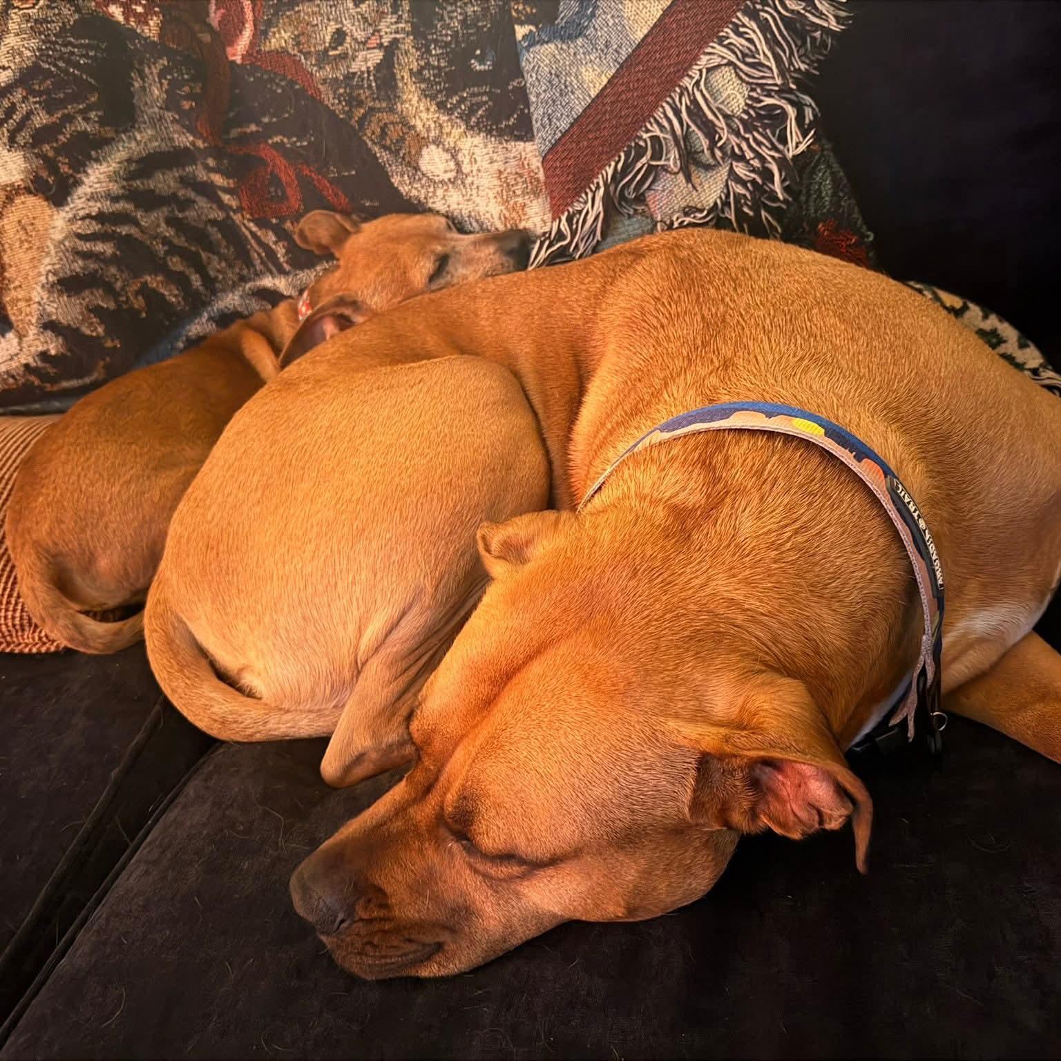 Enlarge Chick-fil-A Sauce, a Adoptable mixed breed in Normal, IL image 6/6