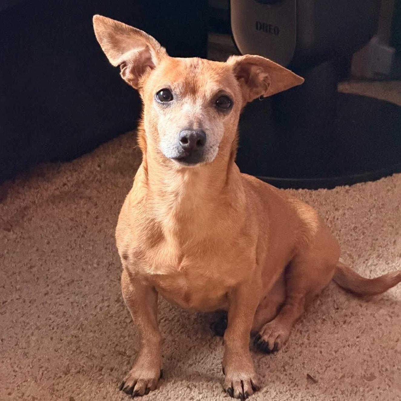 Enlarge Chick-fil-A Sauce, a Adoptable mixed breed in Normal, IL image 2/6