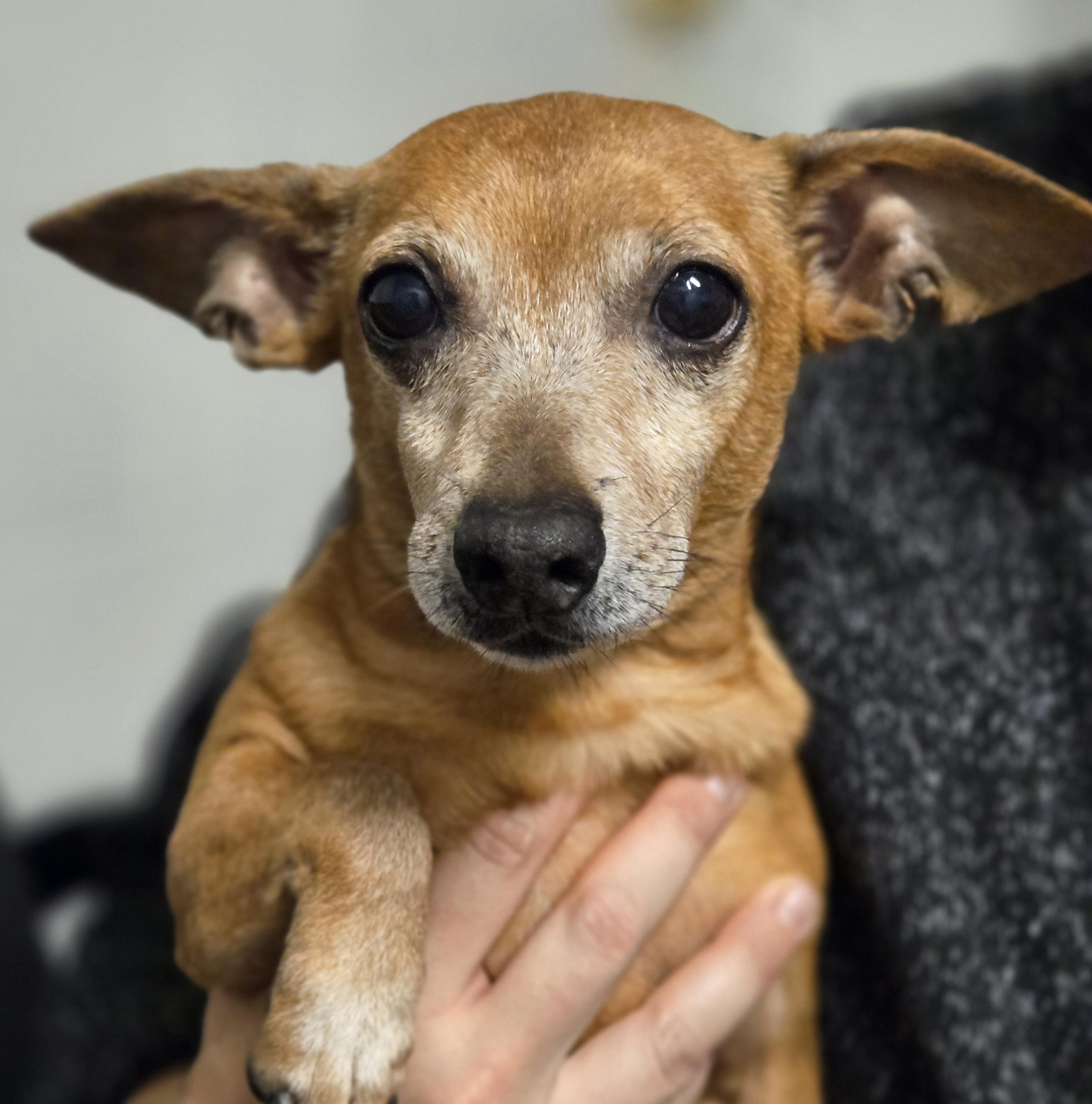 Enlarge Chick-fil-A Sauce, a Adoptable mixed breed in Normal, IL image 1/6