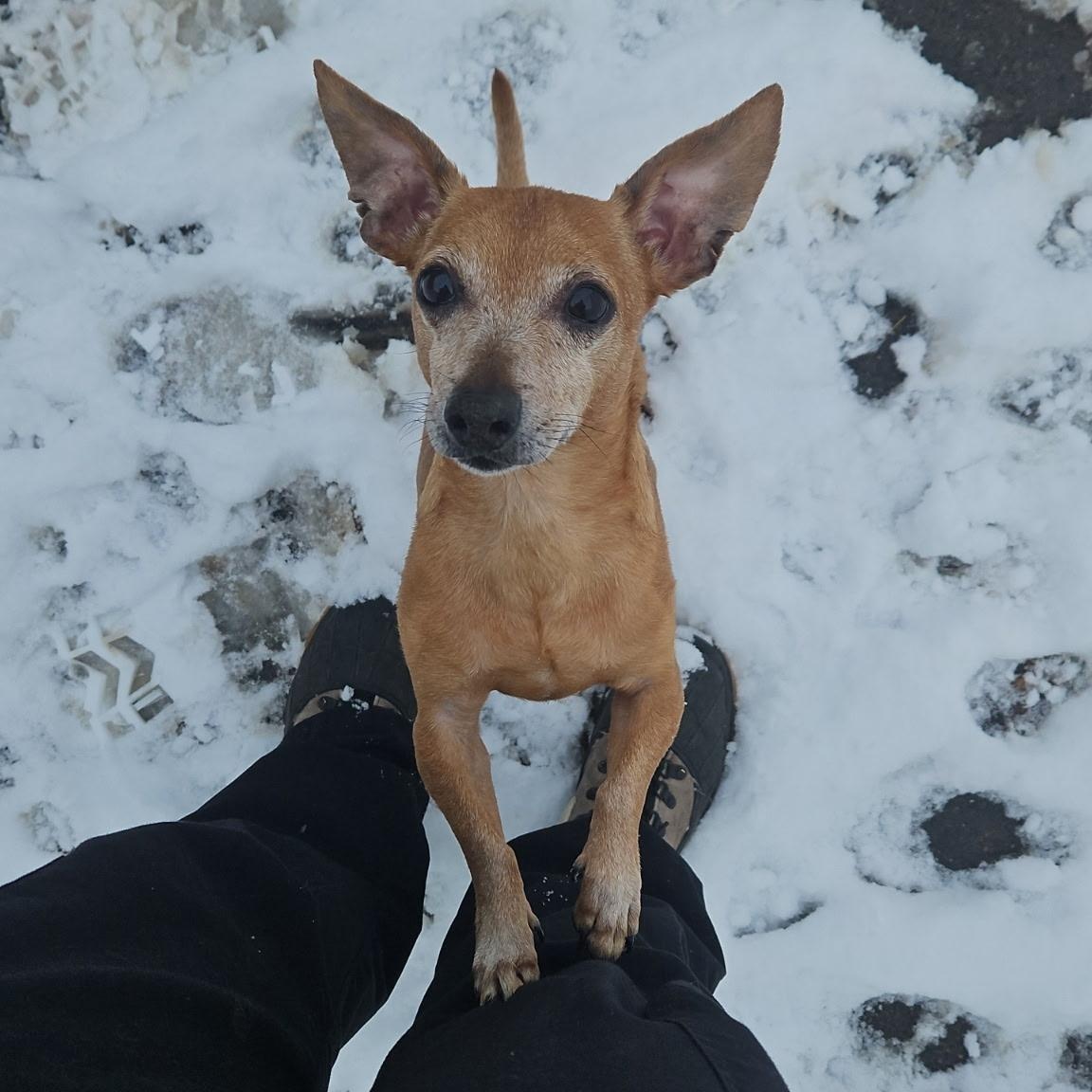 Enlarge Chick-fil-A Sauce, a Adoptable mixed breed in Normal, IL image 5/6