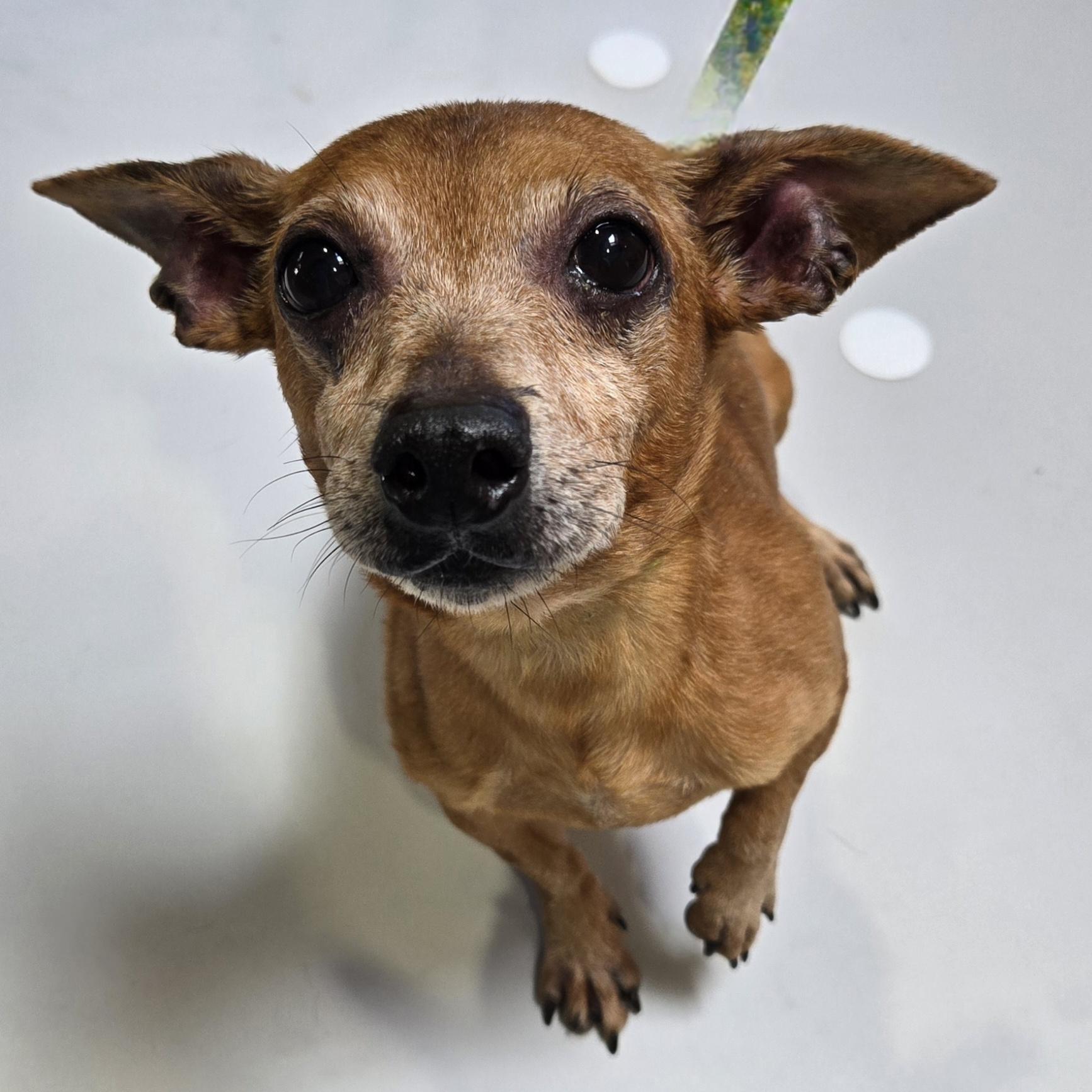 Enlarge Chick-fil-A Sauce, a Adoptable mixed breed in Normal, IL image 4/6