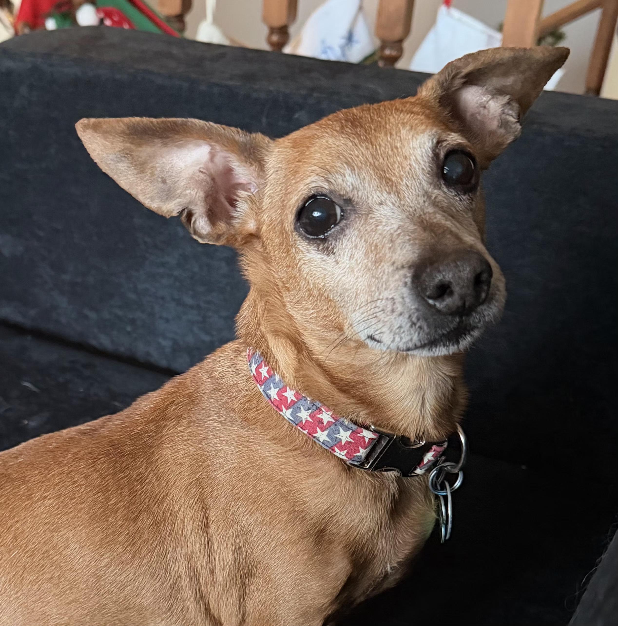 Chick-fil-A Sauce, Adoptable, Adult Male Chiweenie.